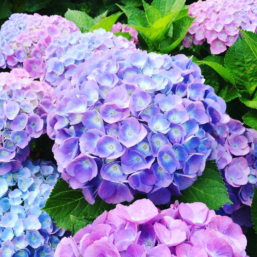 שימודה Ogawa Ryokan מראה חיצוני תמונה